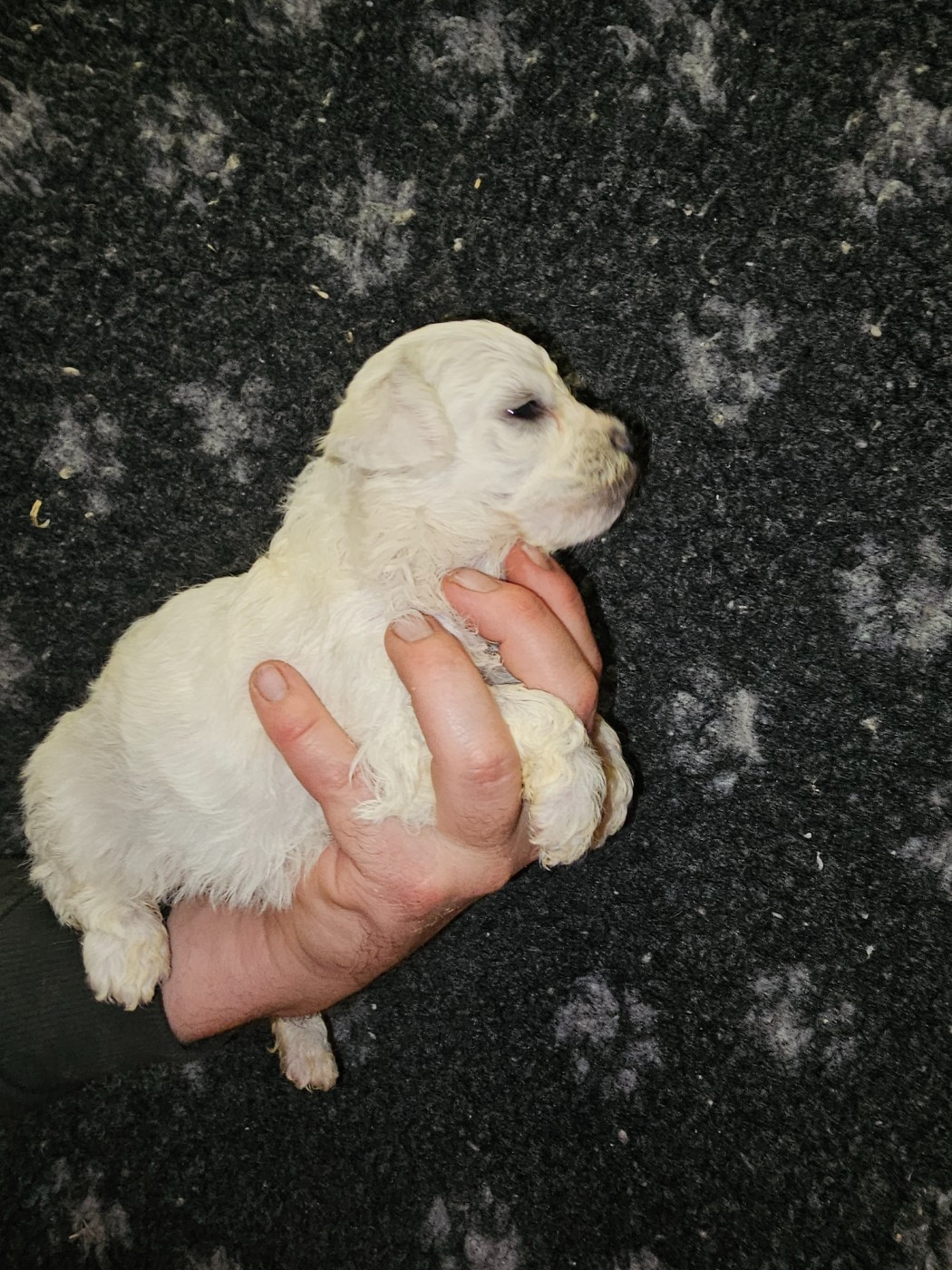 du Moulin de Bonneval - Chiots disponibles - Bichon Frise