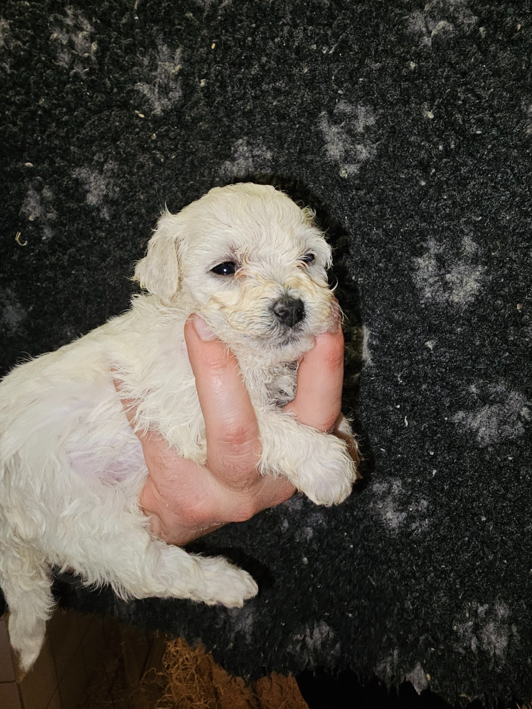 du Moulin de Bonneval - Chiots disponibles - Bichon Frise