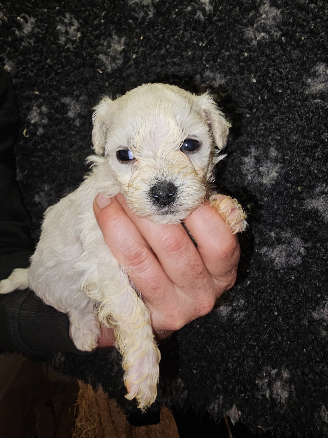 du Moulin de Bonneval - Chiots disponibles - Bichon Frise