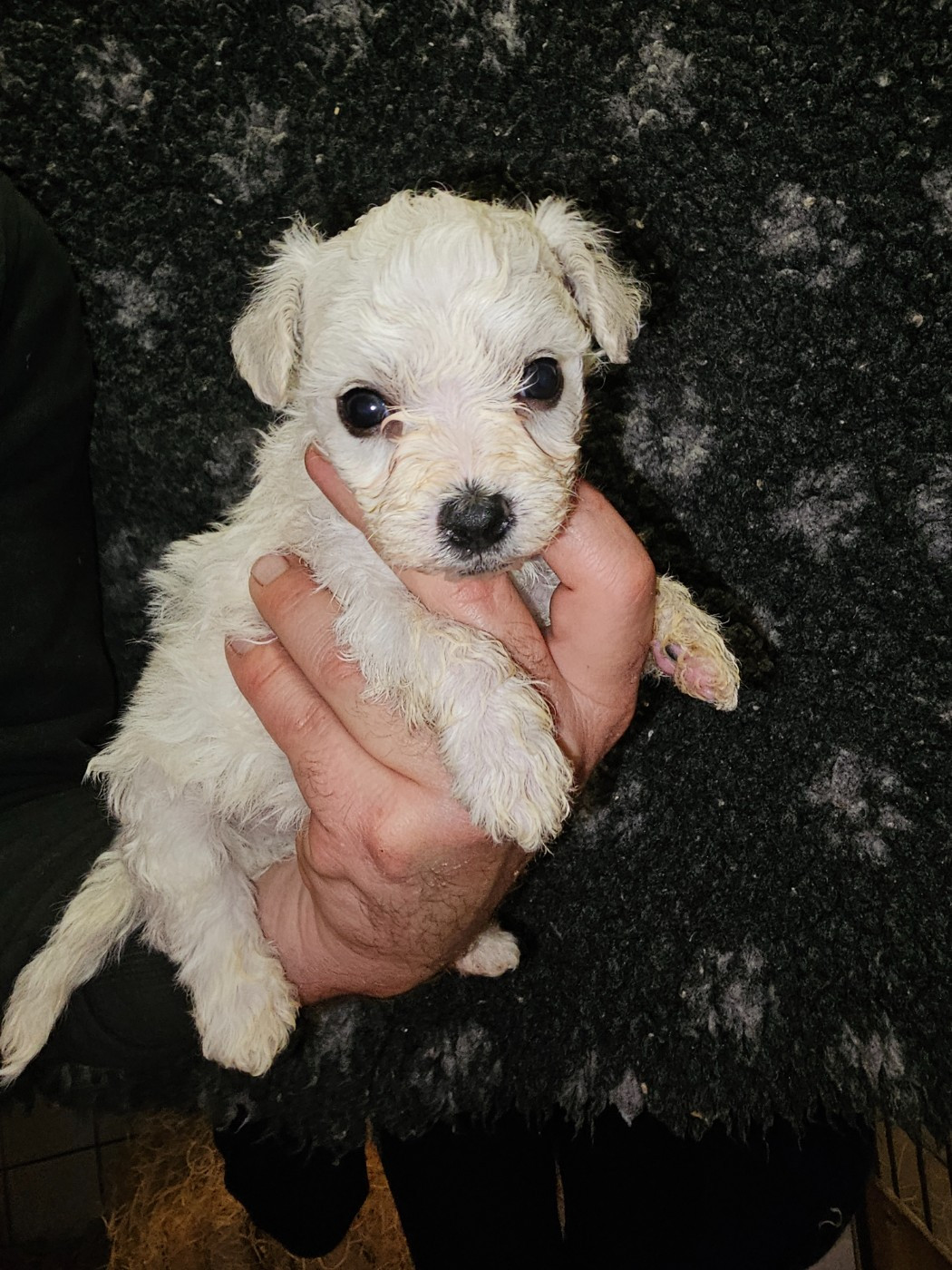 du Moulin de Bonneval - Chiots disponibles - Bichon Frise