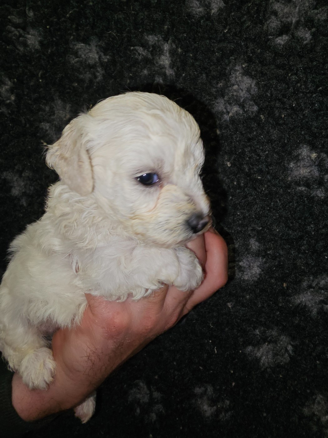 du Moulin de Bonneval - Chiots disponibles - Bichon Frise
