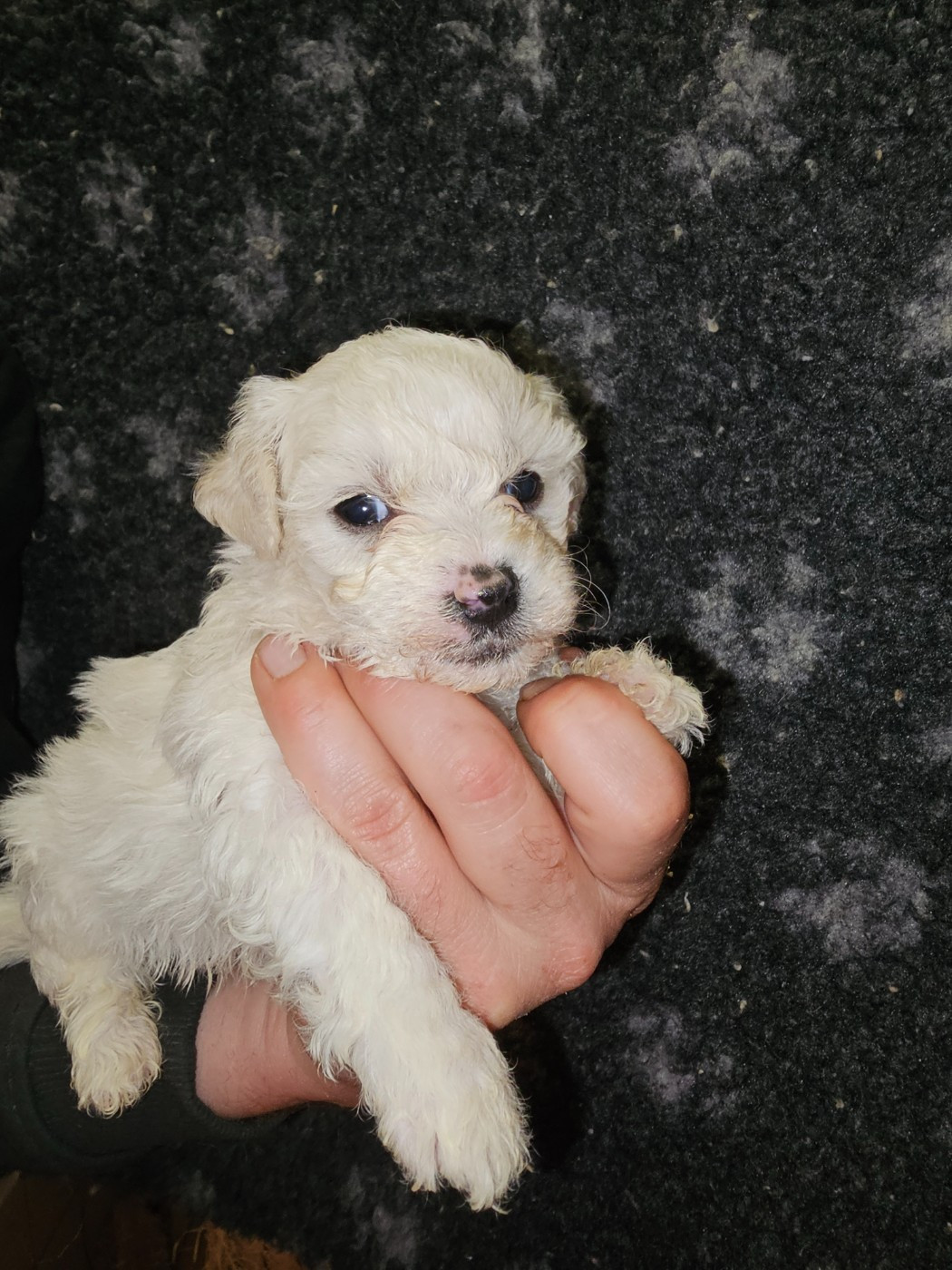 du Moulin de Bonneval - Chiots disponibles - Bichon Frise