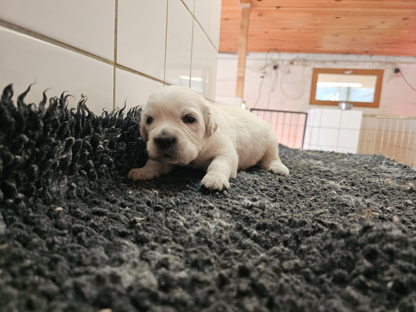 du Moulin de Bonneval - Chiots disponibles - Golden Retriever