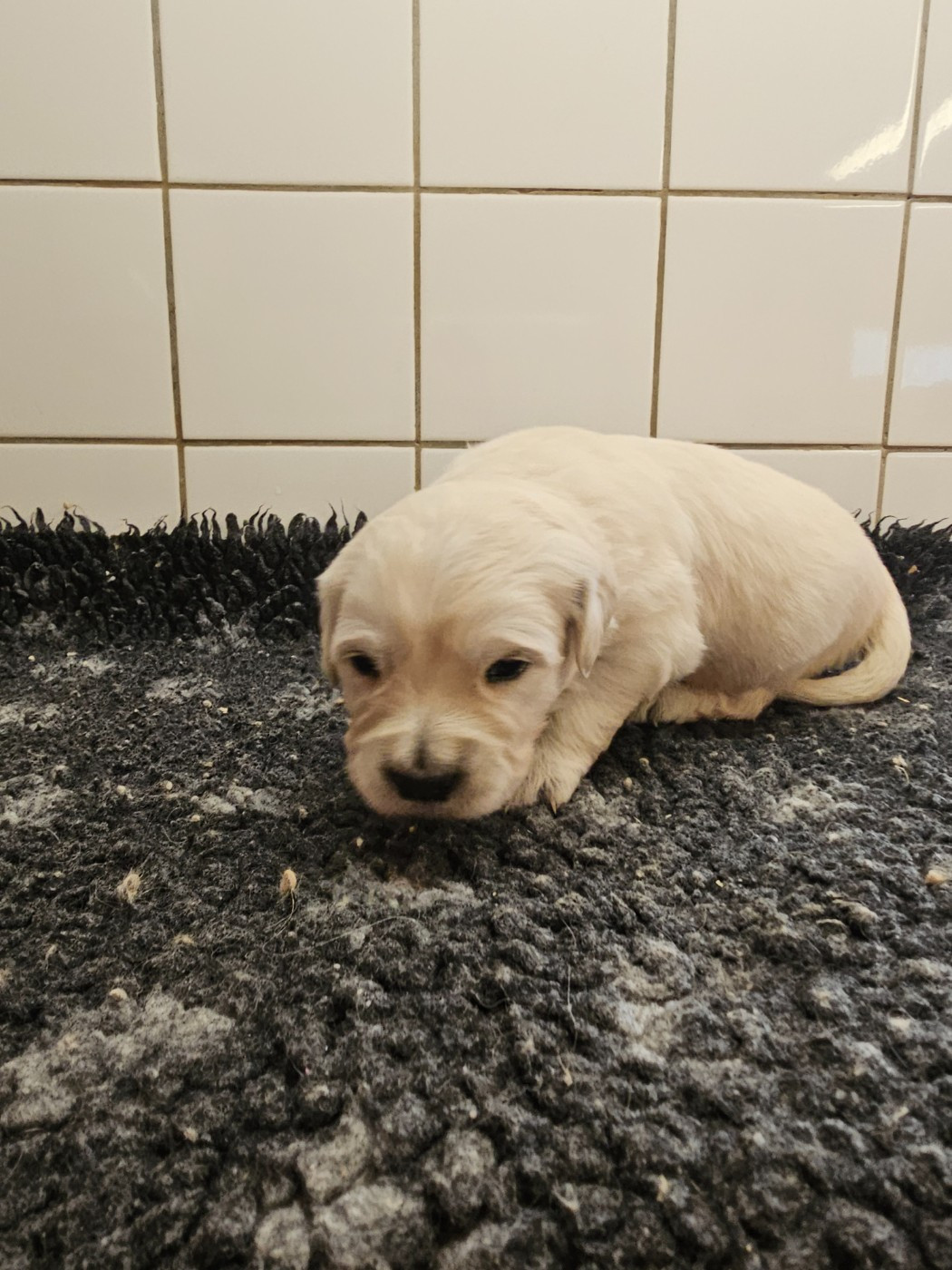 du Moulin de Bonneval - Chiots disponibles - Golden Retriever