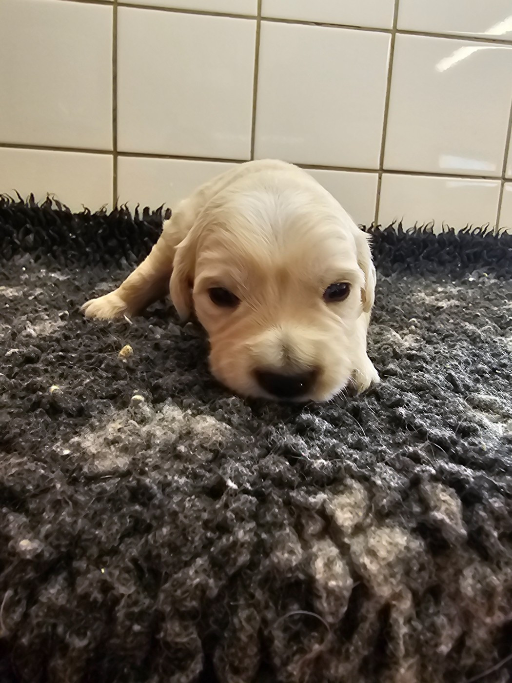 du Moulin de Bonneval - Chiots disponibles - Golden Retriever