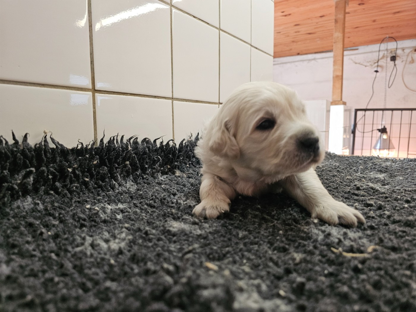 du Moulin de Bonneval - Chiots disponibles - Golden Retriever