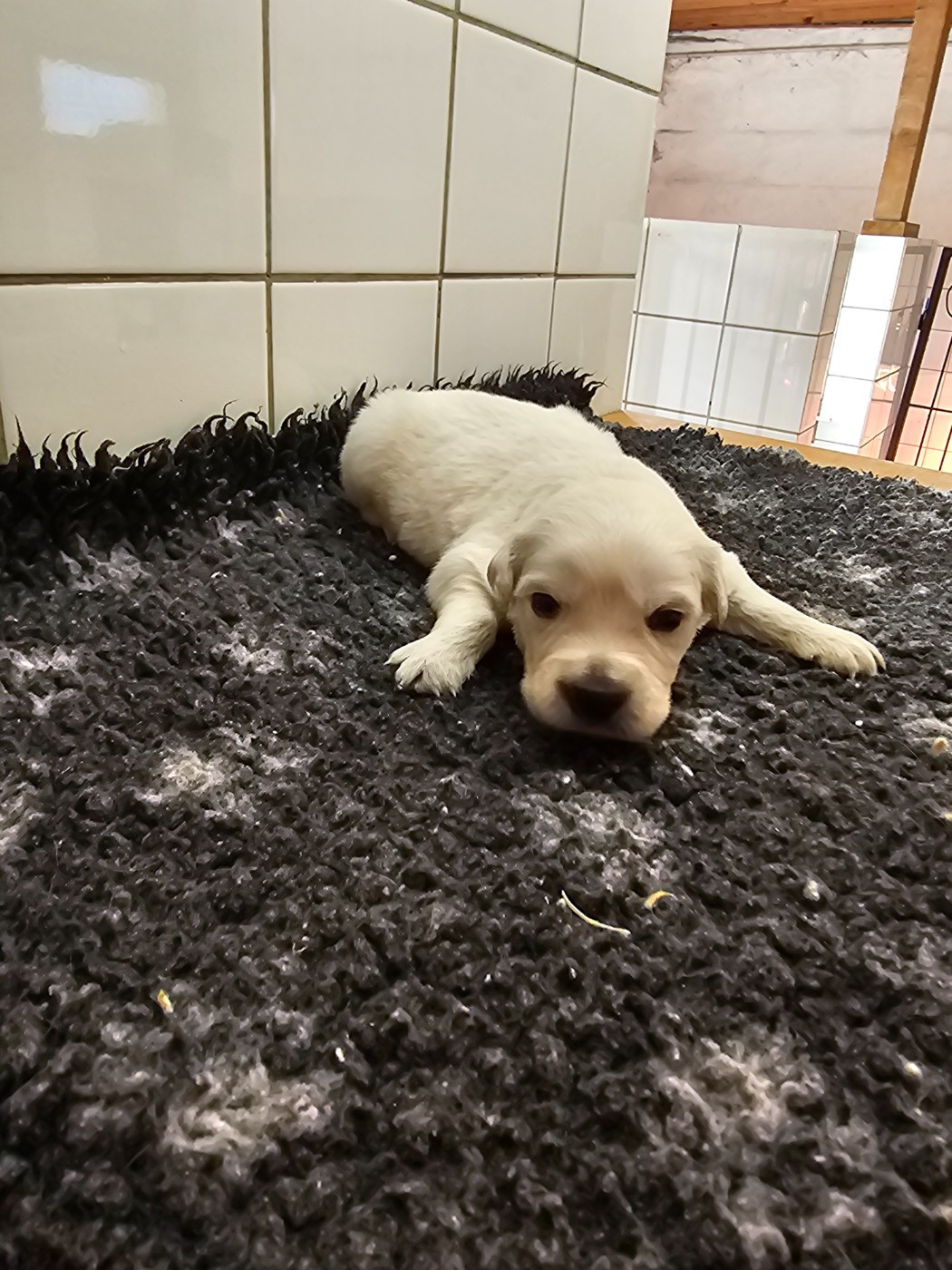 du Moulin de Bonneval - Chiots disponibles - Golden Retriever