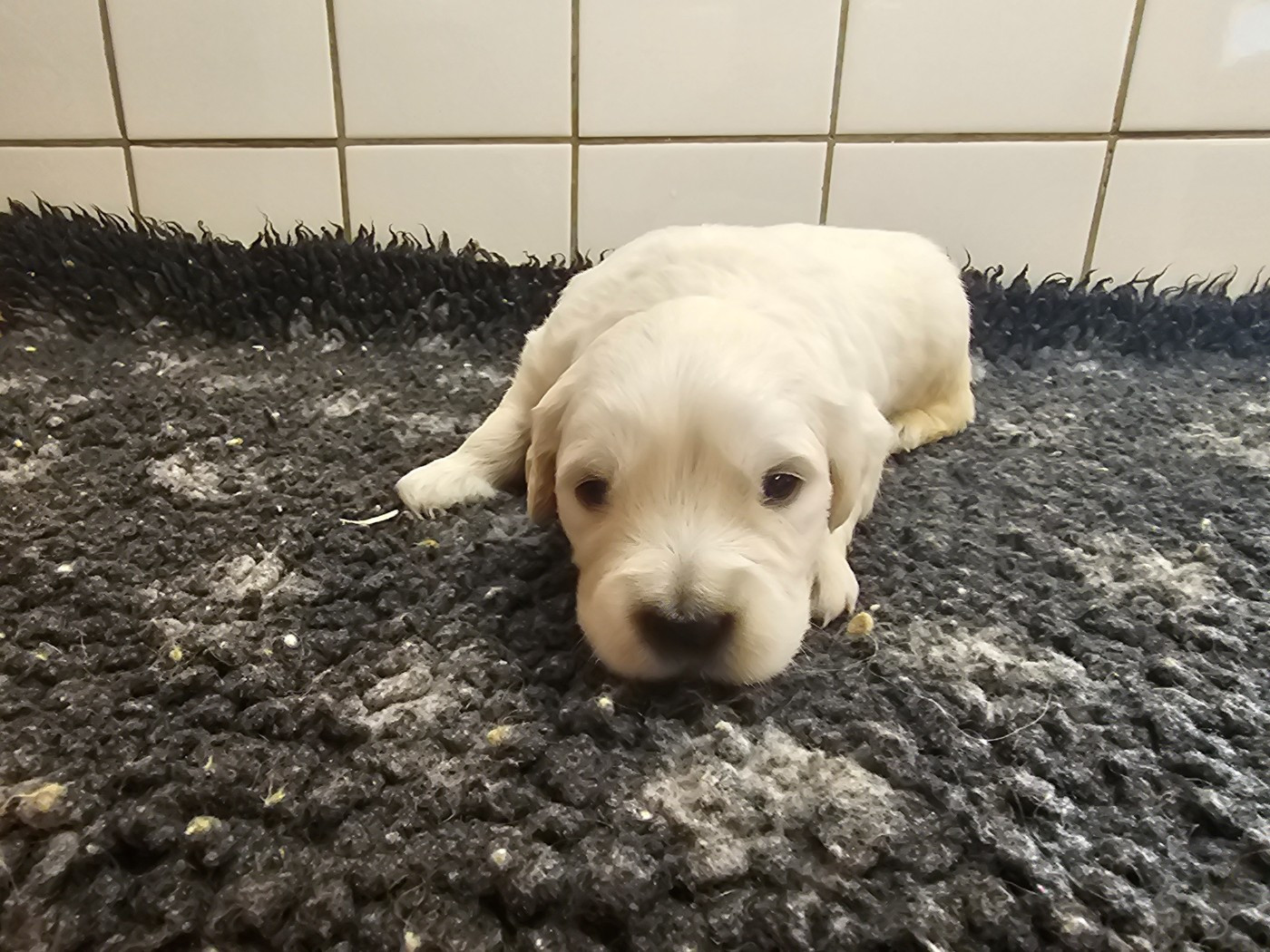 du Moulin de Bonneval - Chiots disponibles - Golden Retriever