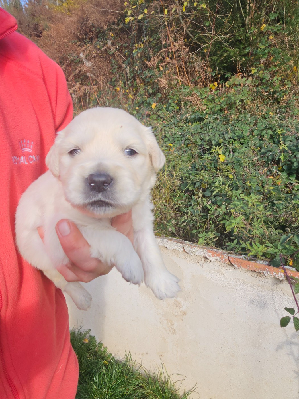 du Moulin de Bonneval - Chiots disponibles - Golden Retriever