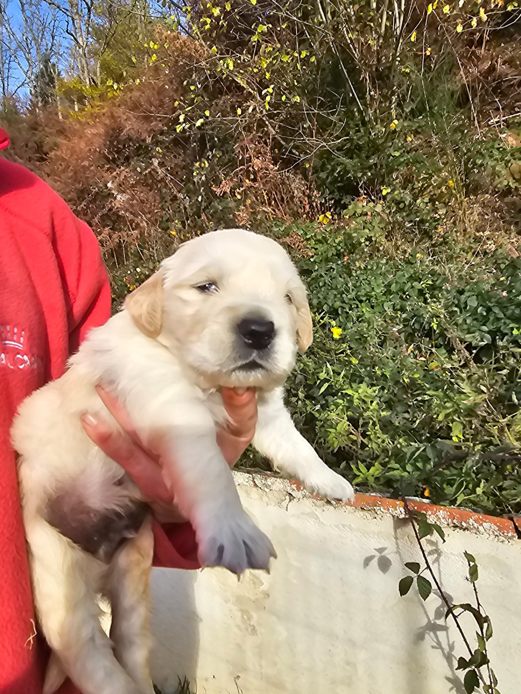 du Moulin de Bonneval - Chiots disponibles - Golden Retriever