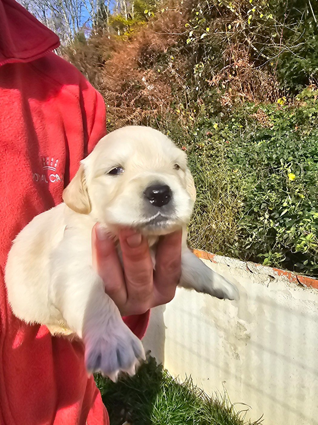 du Moulin de Bonneval - Chiots disponibles - Golden Retriever