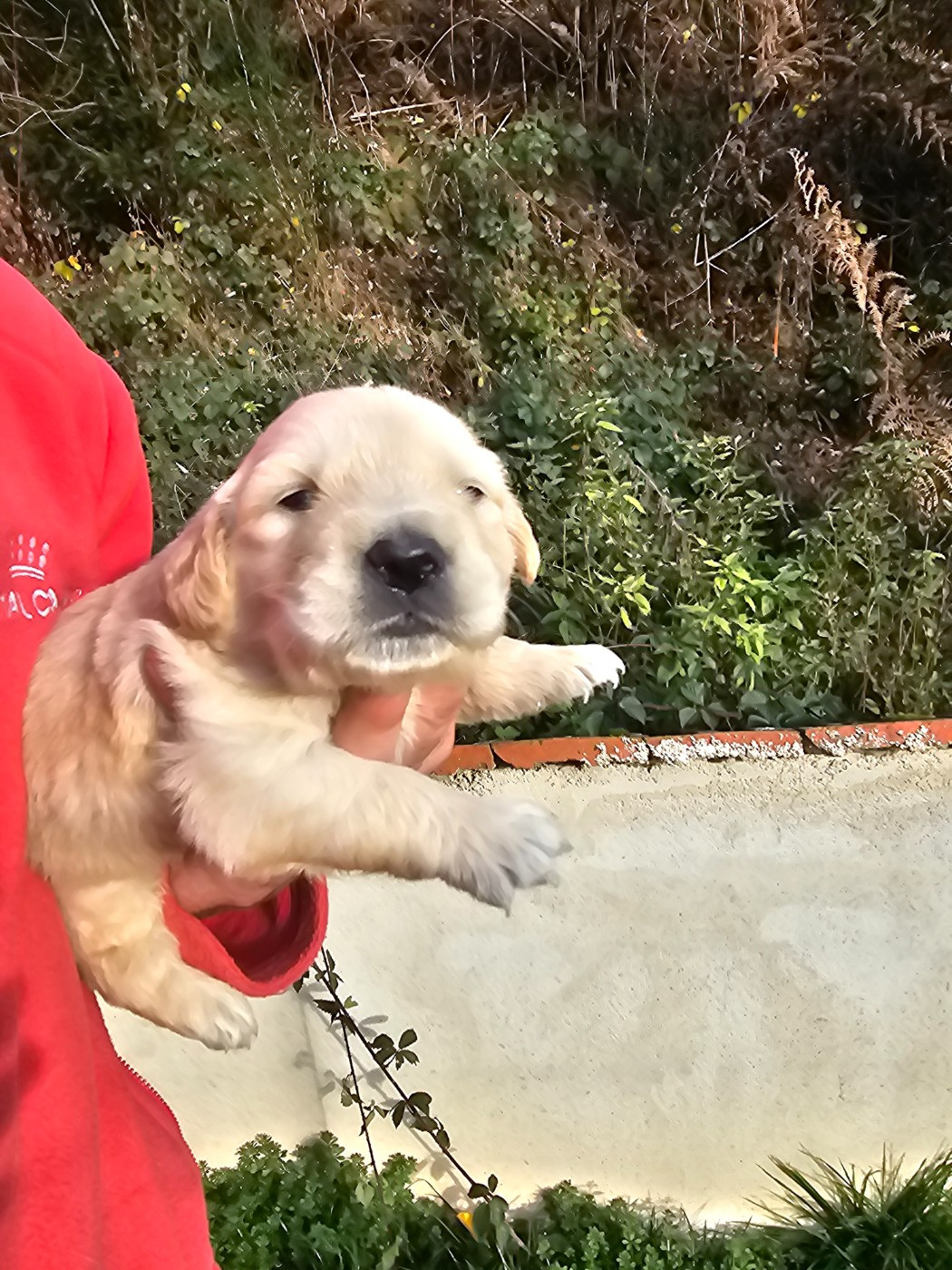 du Moulin de Bonneval - Chiots disponibles - Golden Retriever