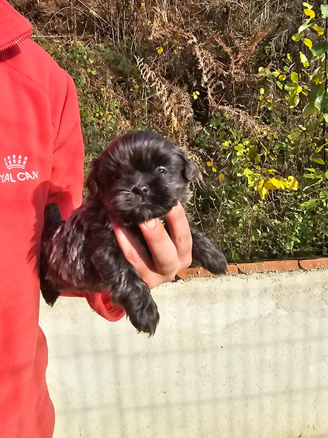 du Moulin de Bonneval - Chiots disponibles - Shih Tzu