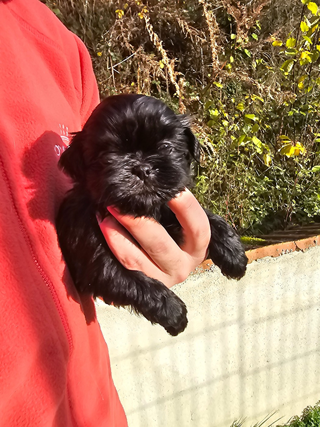 du Moulin de Bonneval - Chiots disponibles - Shih Tzu