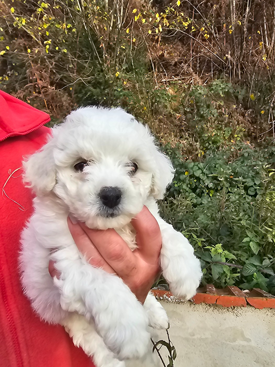 du Moulin de Bonneval - Chiots disponibles - Bichon Frise