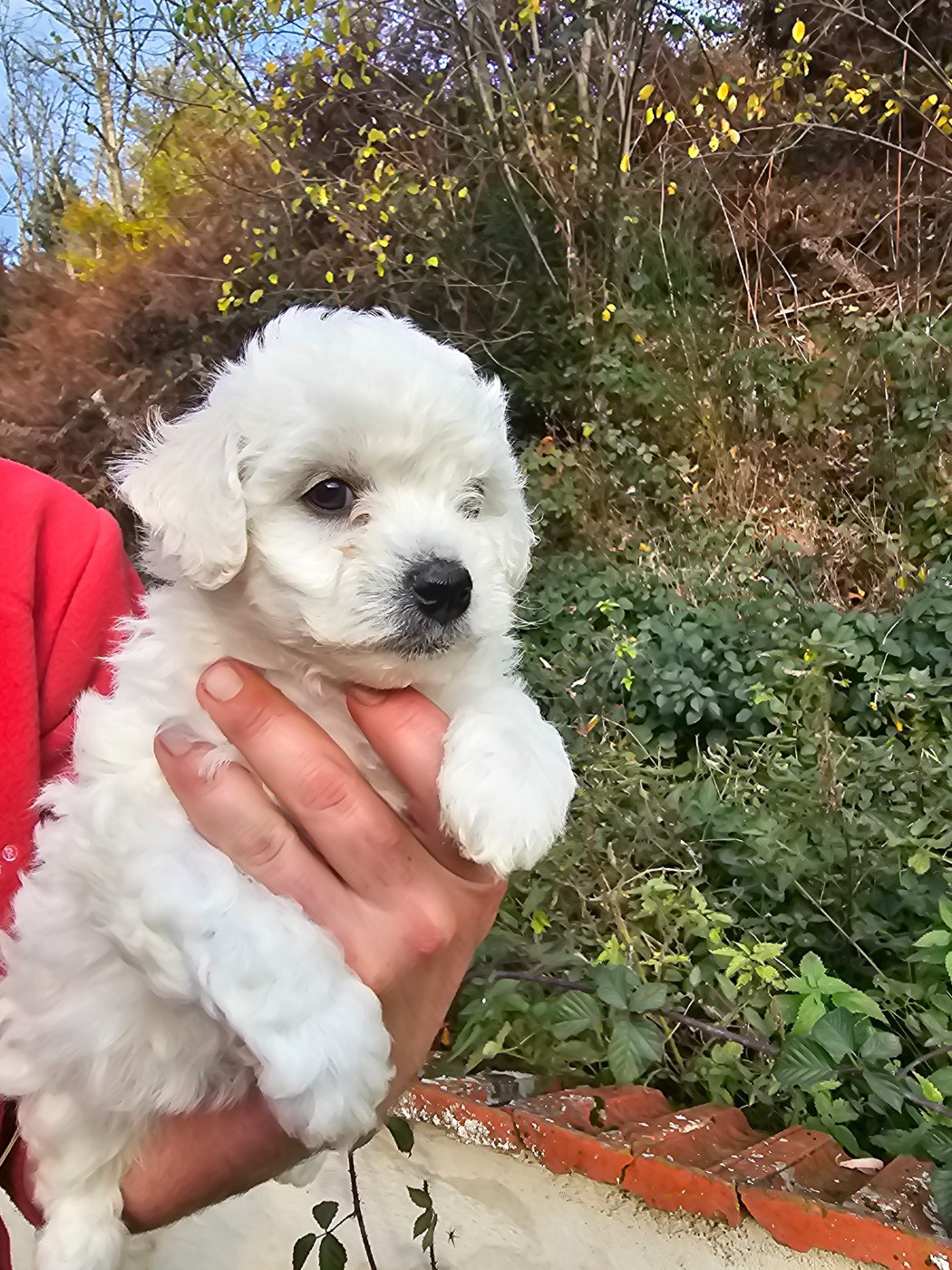 du Moulin de Bonneval - Chiots disponibles - Bichon Frise