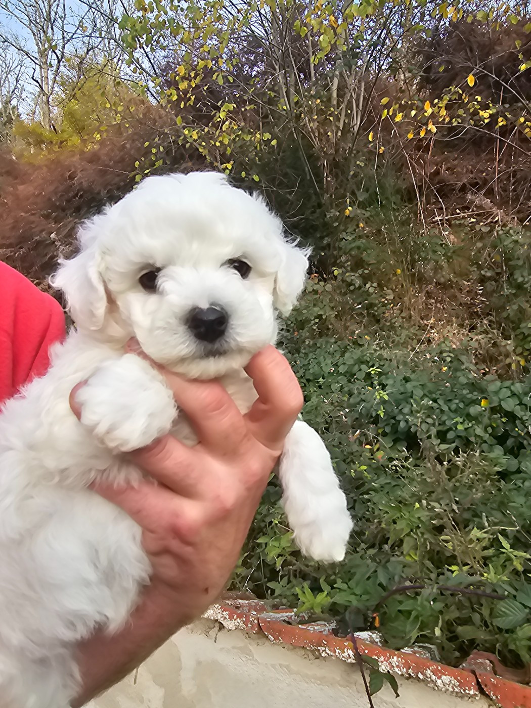 du Moulin de Bonneval - Chiots disponibles - Bichon Frise