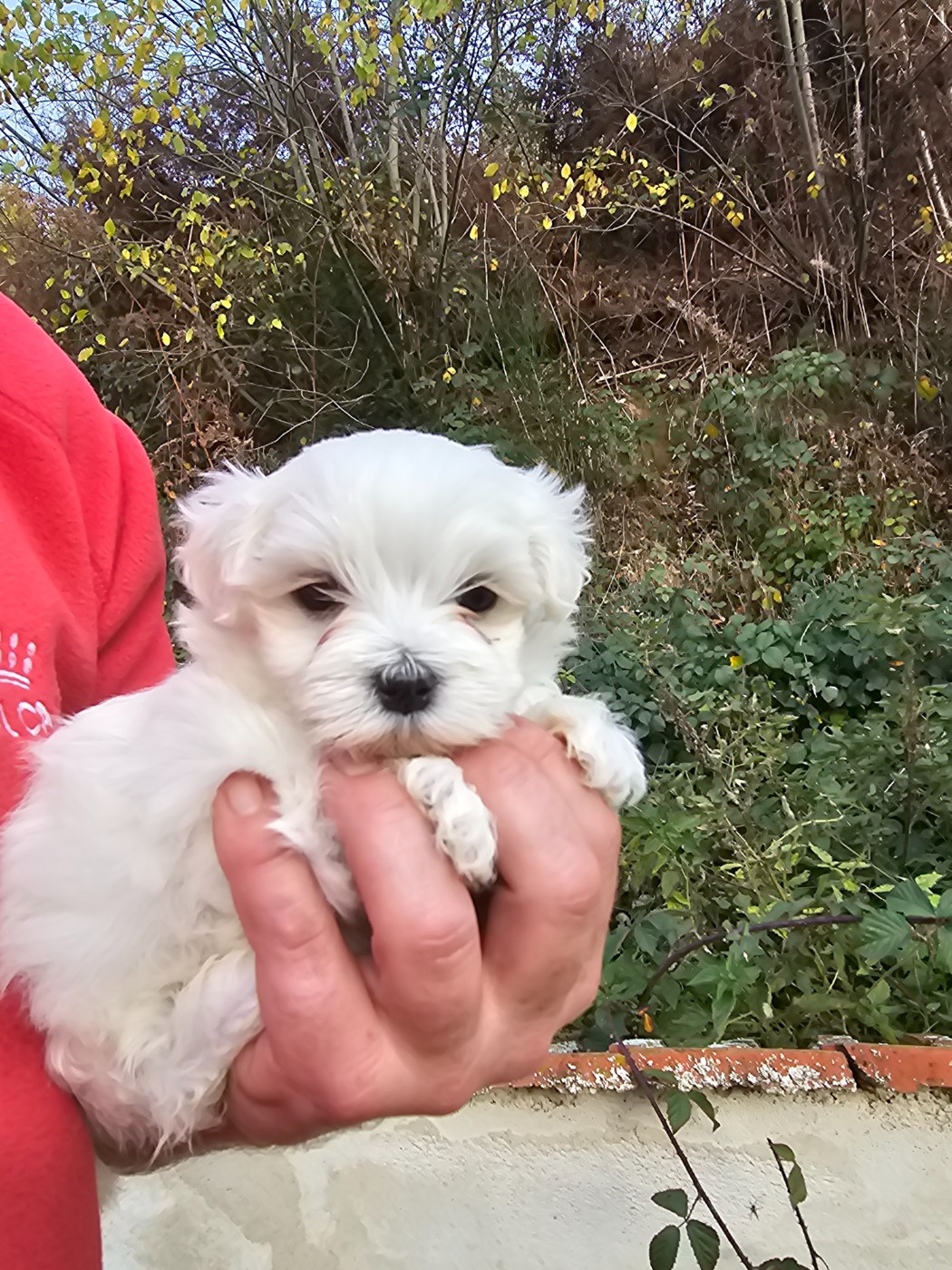 du Moulin de Bonneval - Bichon maltais - Portée née le 07/10/2025