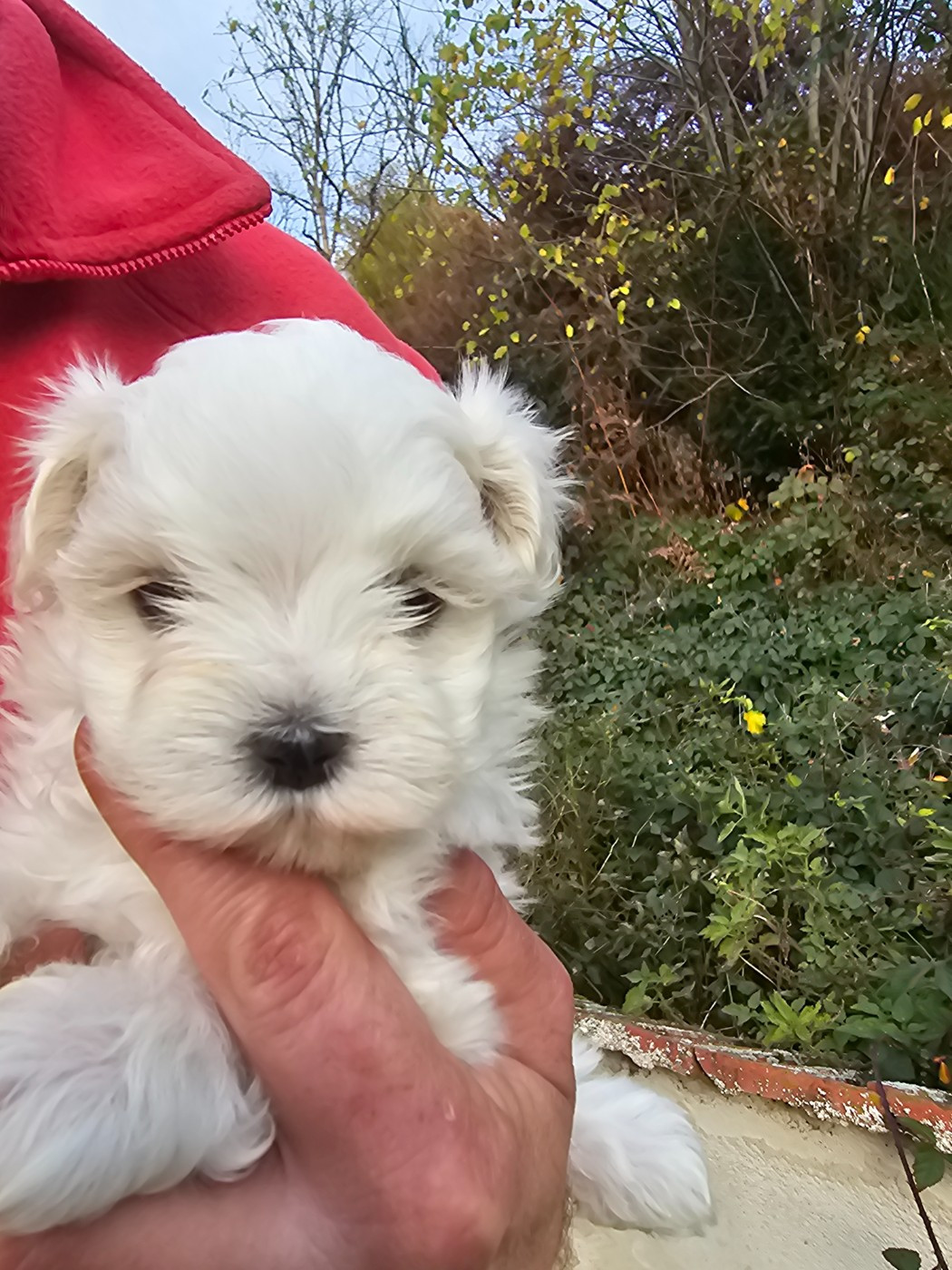 du Moulin de Bonneval - Chiots disponibles - Bichon maltais