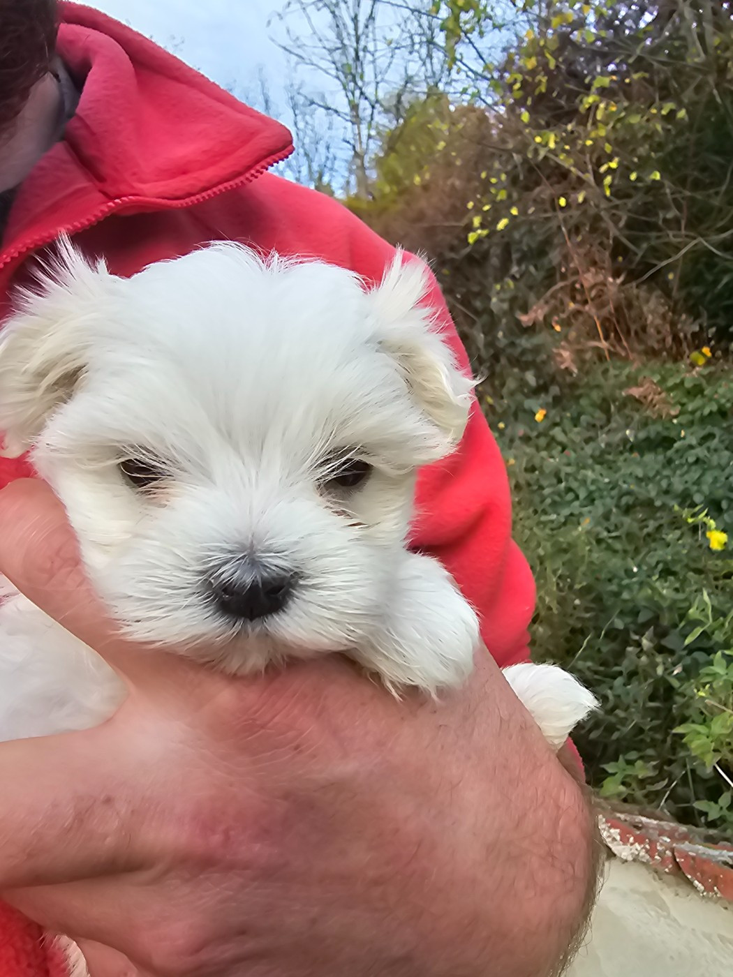 du Moulin de Bonneval - Chiots disponibles - Bichon maltais