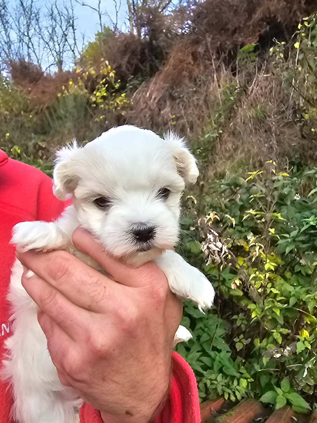 du Moulin de Bonneval - Bichon maltais - Portée née le 07/10/2025