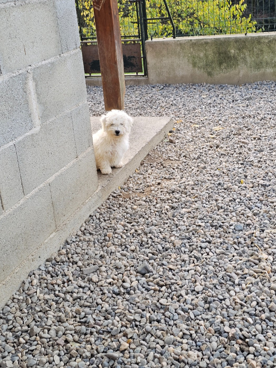 du Moulin de Bonneval - Bichon Frise - Portée née le 23/07/2025