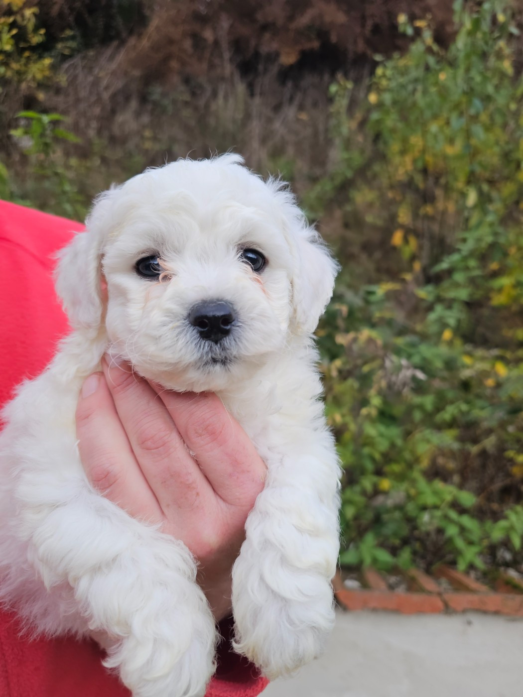 du Moulin de Bonneval - Bichon Frise - Portée née le 27/09/2025