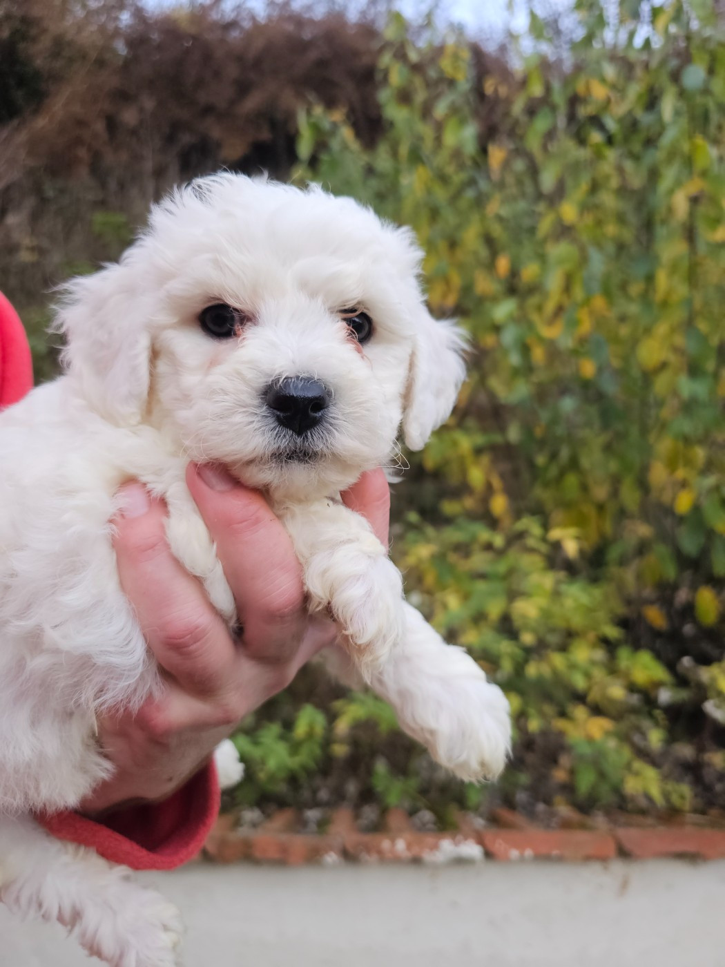 du Moulin de Bonneval - Chiots disponibles - Bichon Frise