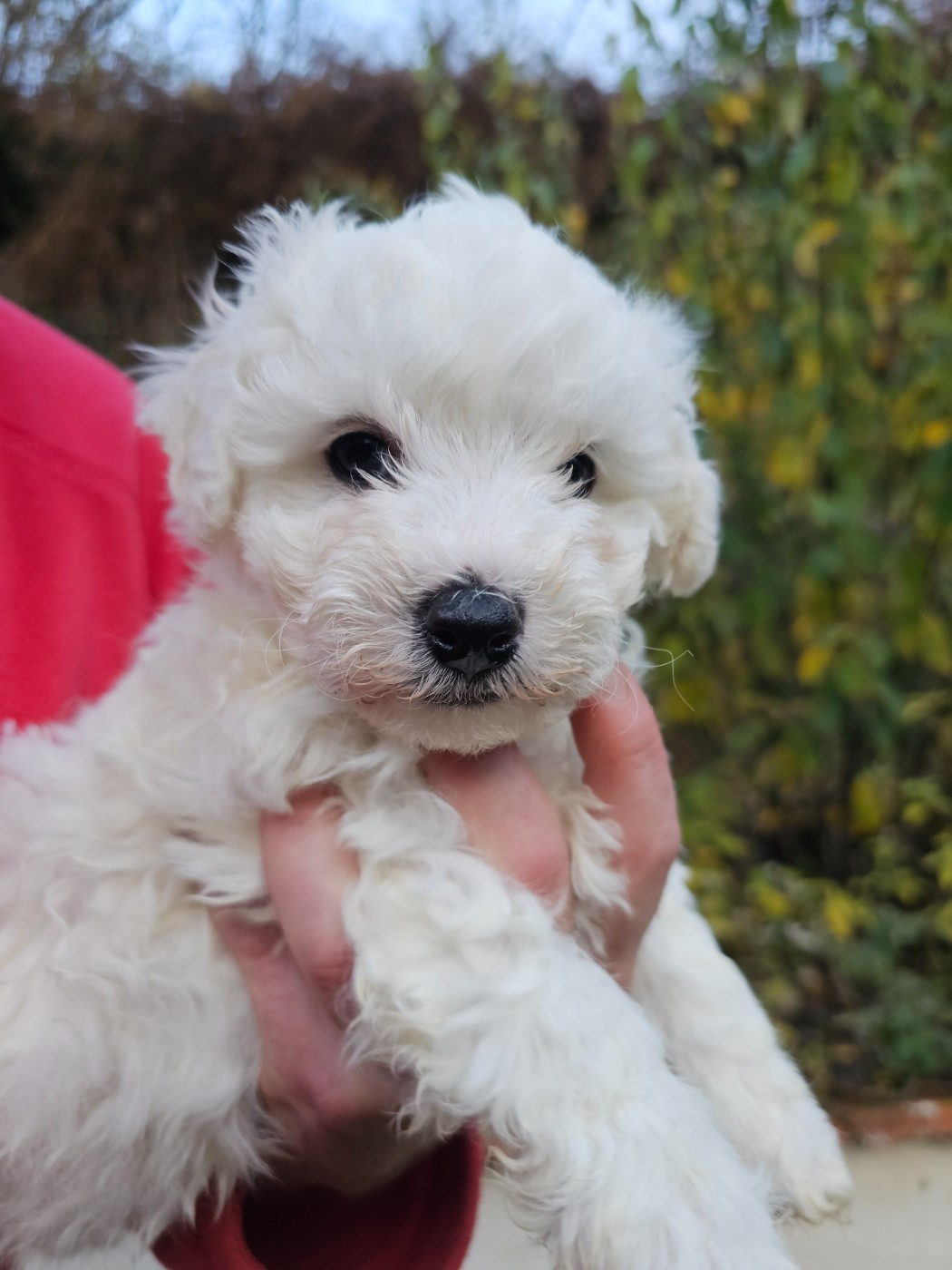 du Moulin de Bonneval - Chiots disponibles - Bichon Frise