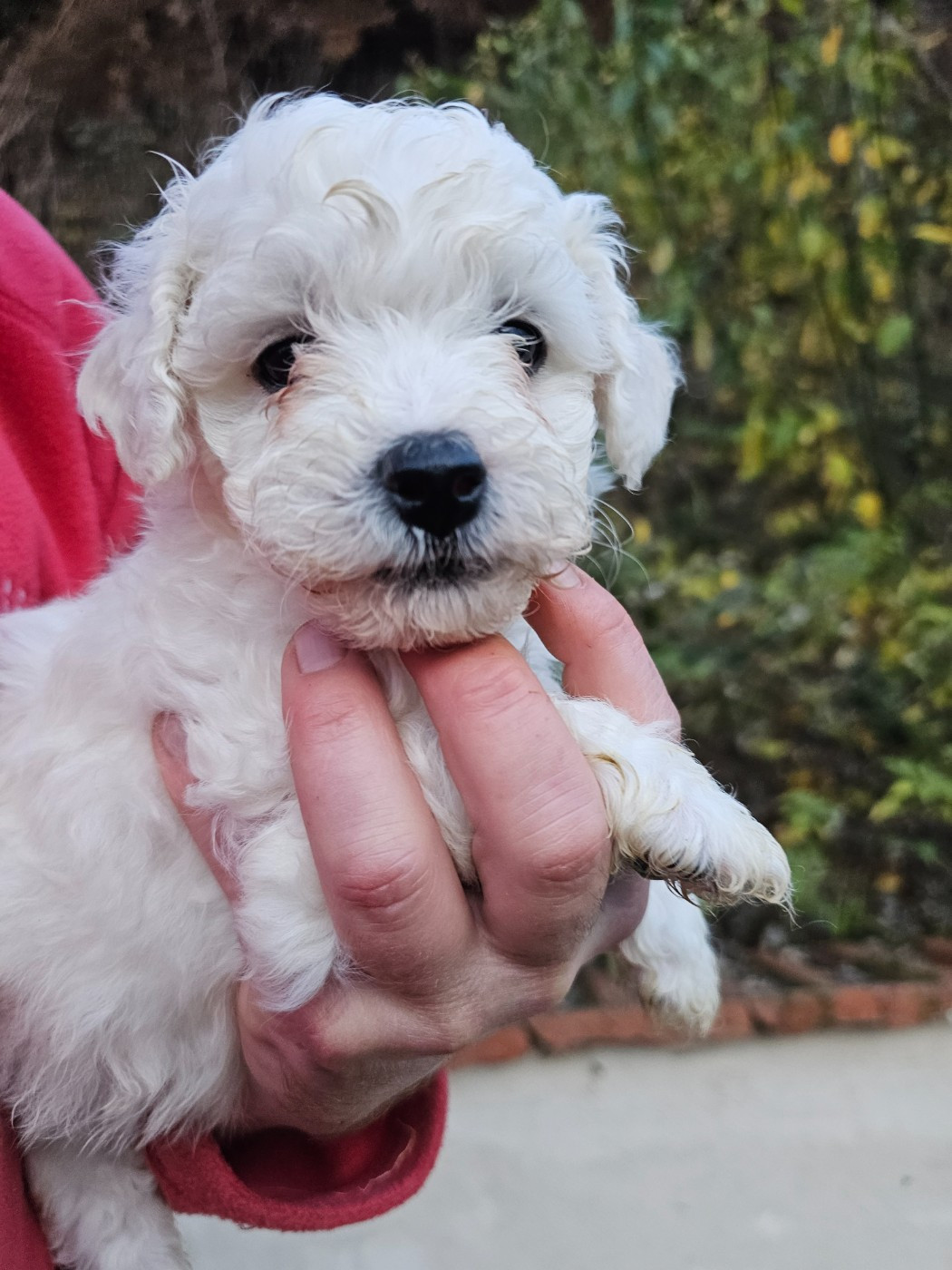 du Moulin de Bonneval - Chiots disponibles - Bichon Frise
