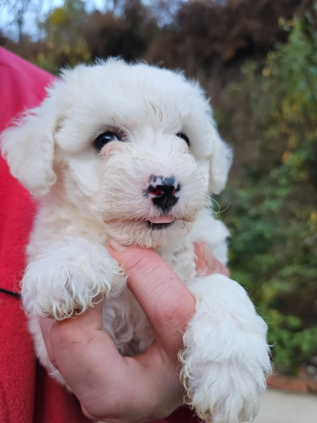 du Moulin de Bonneval - Chiots disponibles - Bichon Frise