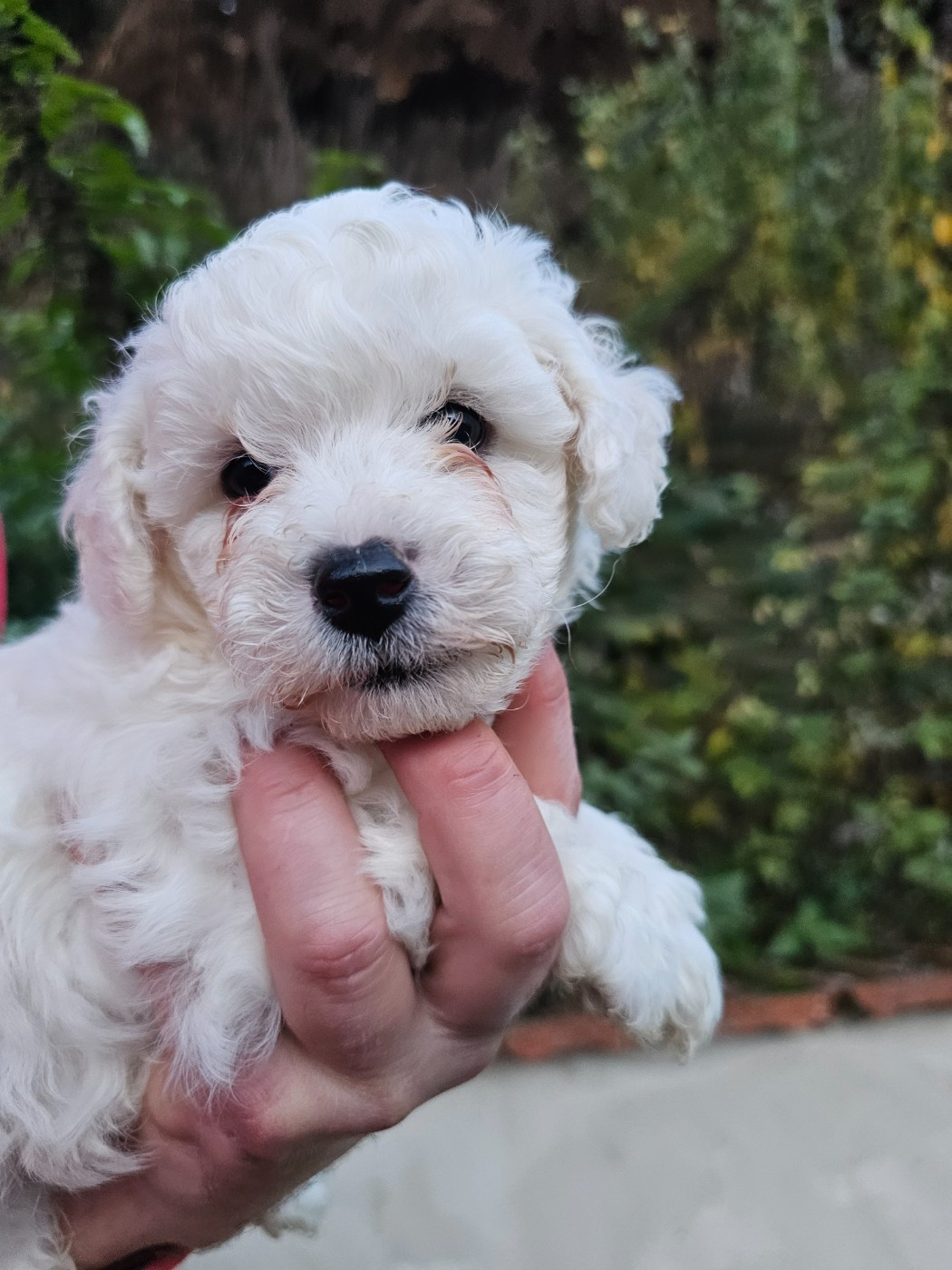 du Moulin de Bonneval - Chiots disponibles - Bichon Frise
