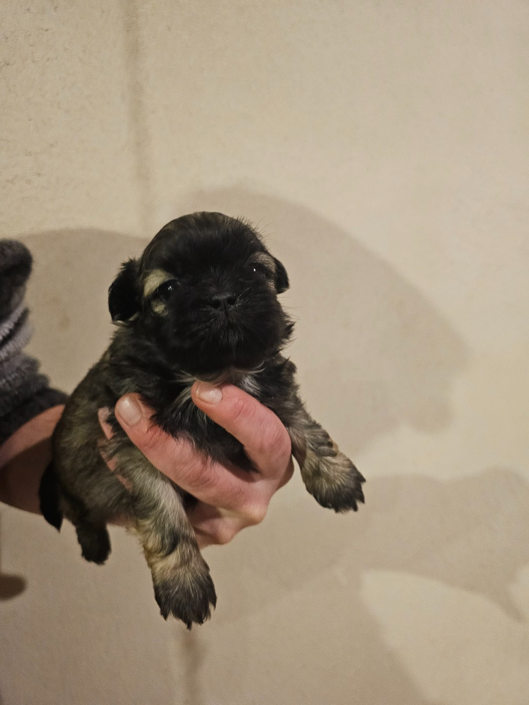 du Moulin de Bonneval - Chiots disponibles - Shih Tzu