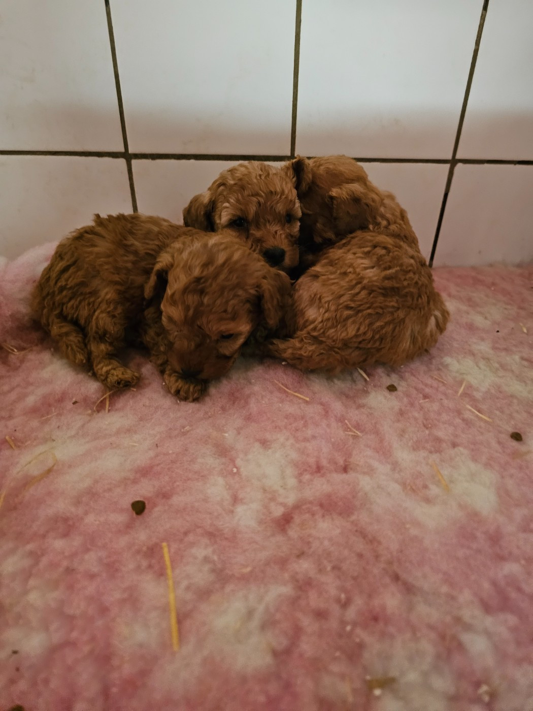 du Moulin de Bonneval - Caniche - Portée née le 01/11/2025