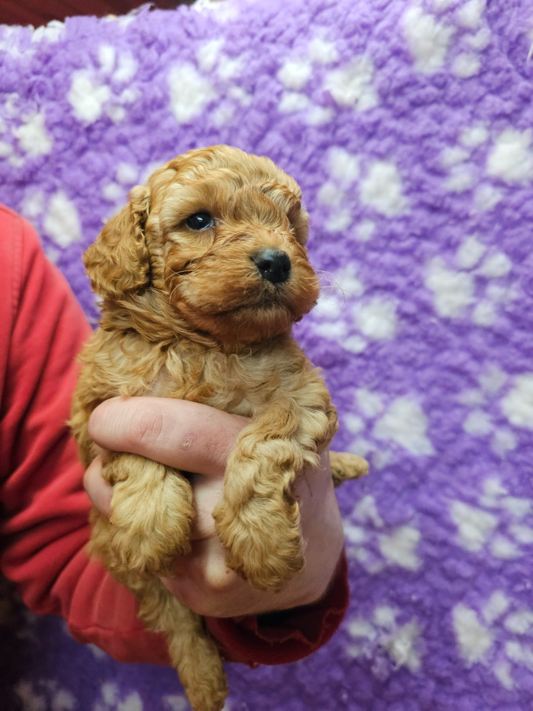 du Moulin de Bonneval - Chiots disponibles - Caniche