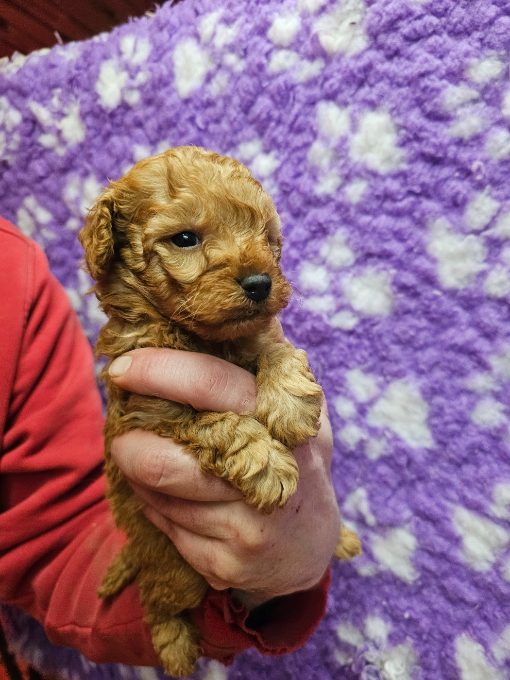 du Moulin de Bonneval - Chiots disponibles - Caniche