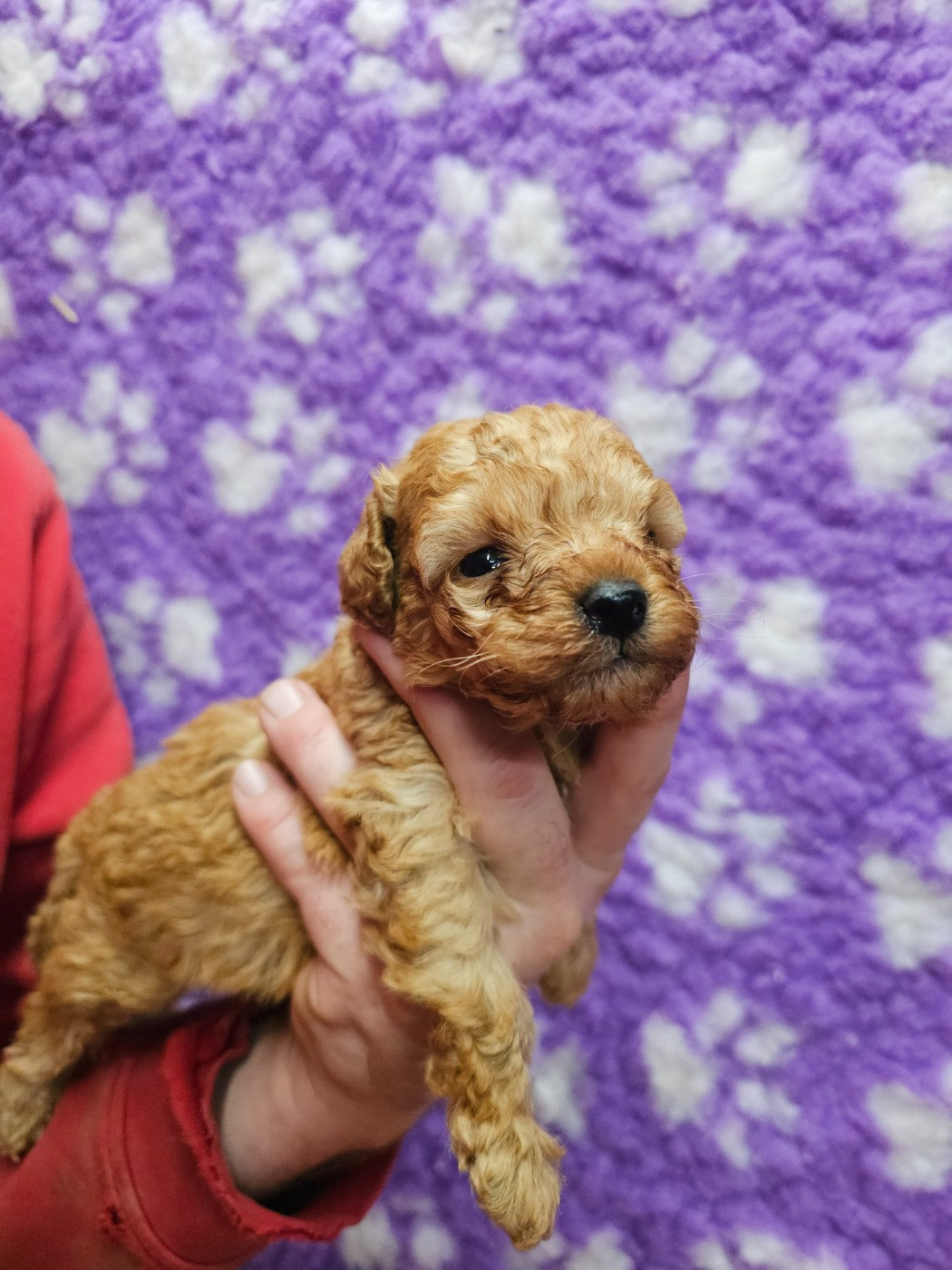 du Moulin de Bonneval - Chiots disponibles - Caniche