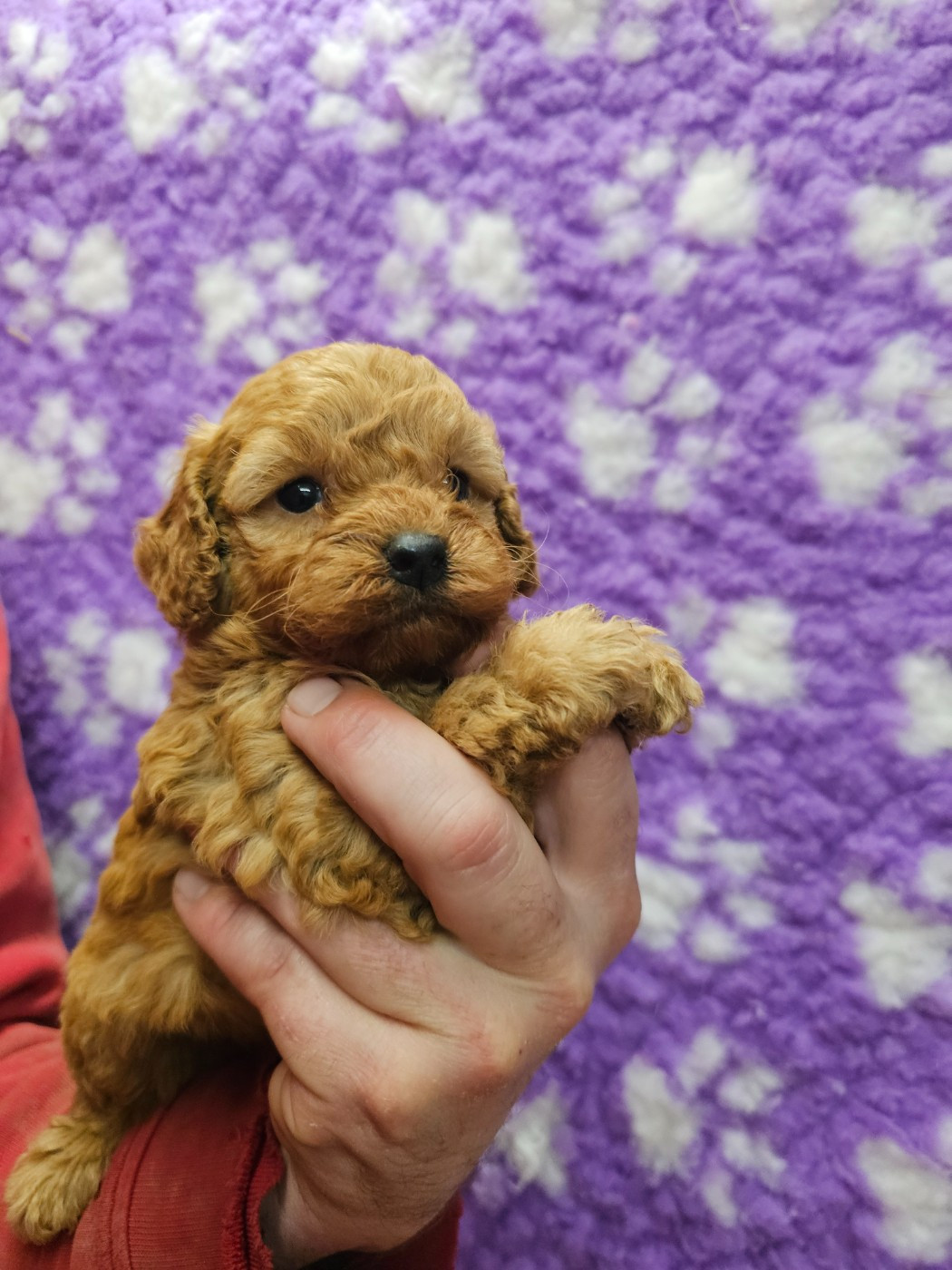 du Moulin de Bonneval - Chiots disponibles - Caniche
