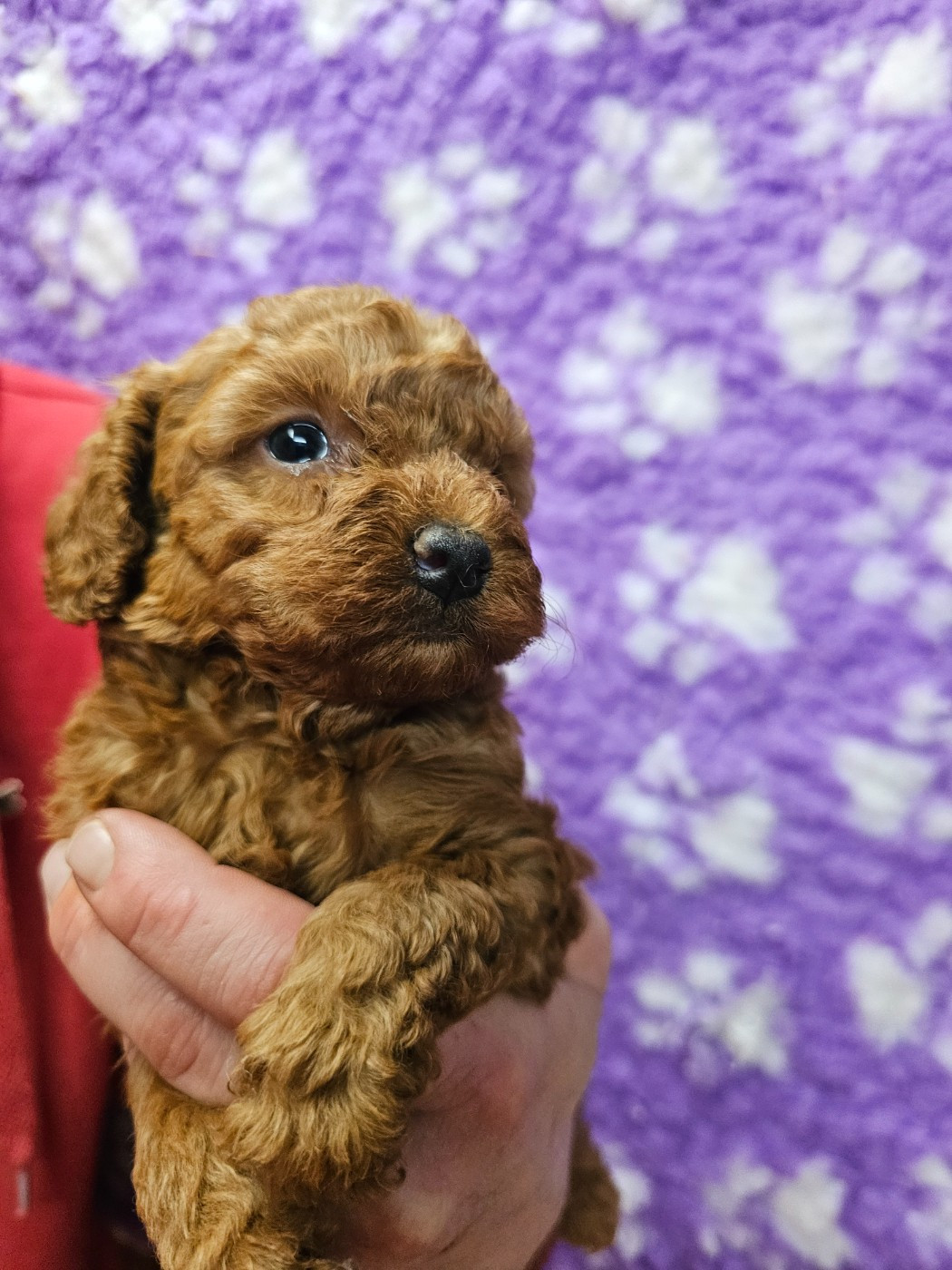 du Moulin de Bonneval - Chiots disponibles - Caniche