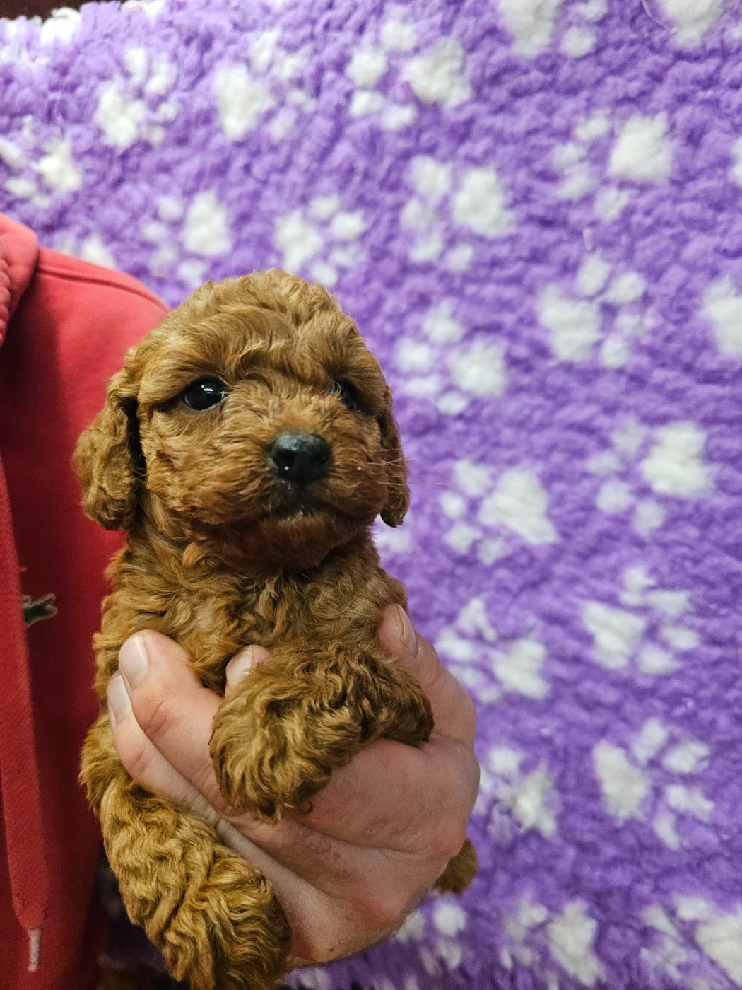 du Moulin de Bonneval - Chiots disponibles - Caniche