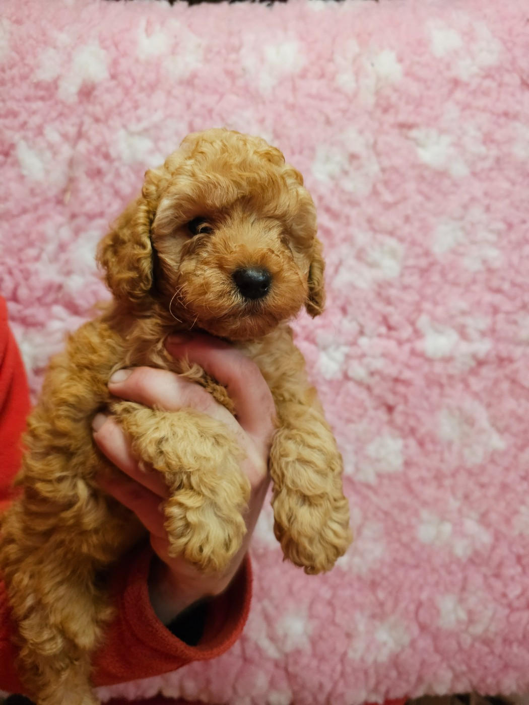 du Moulin de Bonneval - Chiots disponibles - Caniche