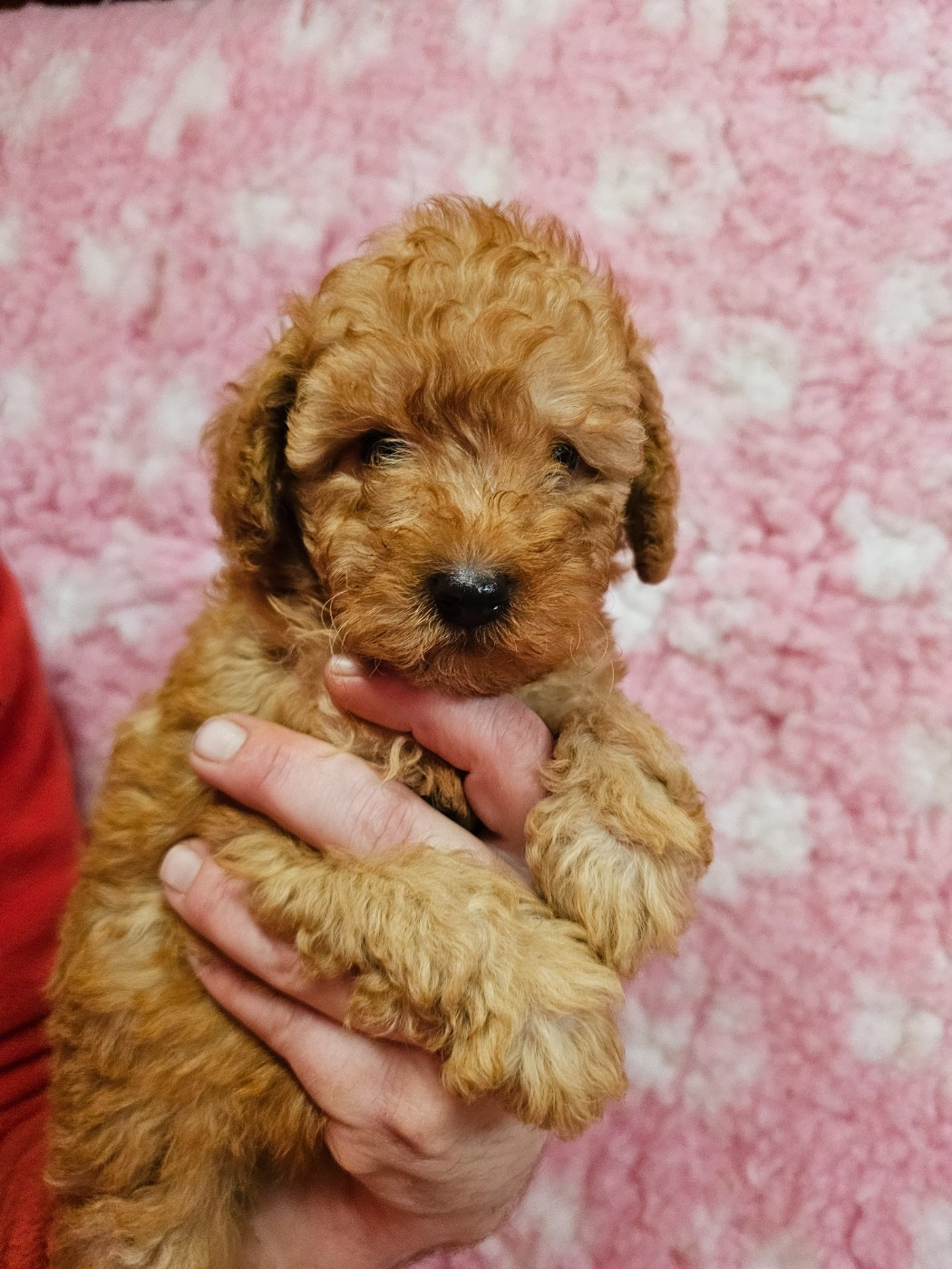 du Moulin de Bonneval - Chiots disponibles - Caniche