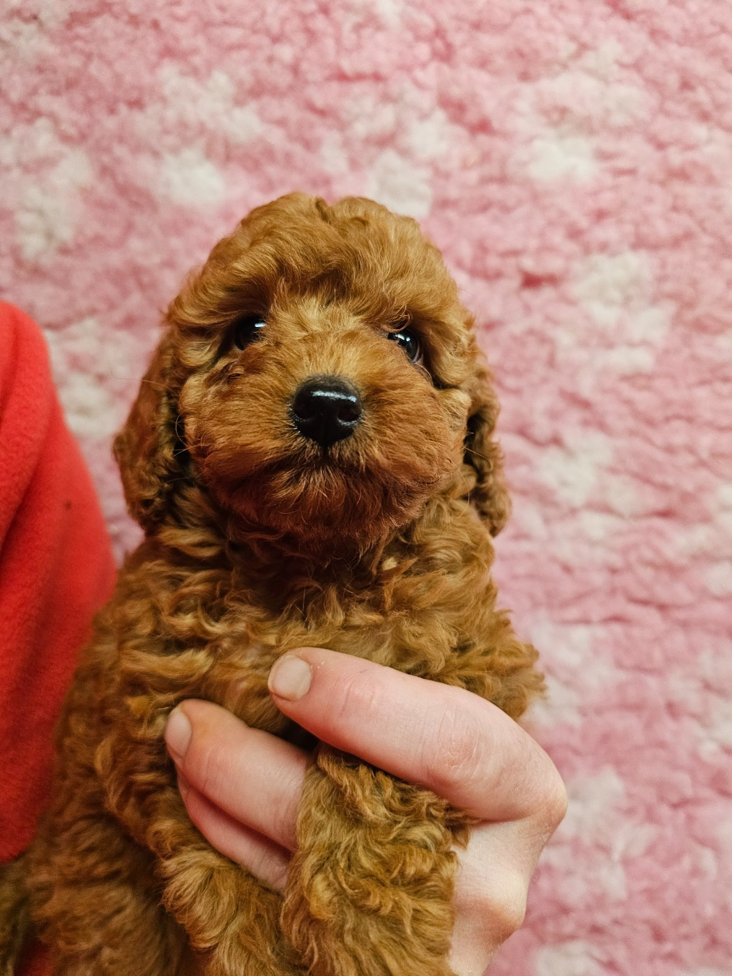 du Moulin de Bonneval - Caniche - Portée née le 30/10/2025