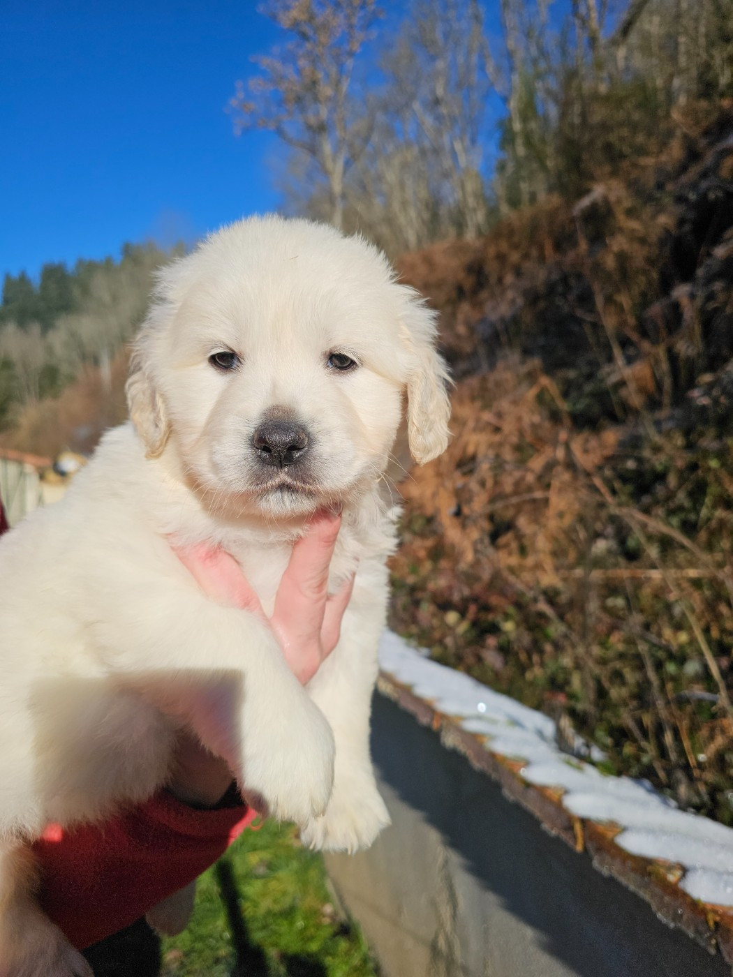 du Moulin de Bonneval - Golden Retriever - Portée née le 15/11/2025