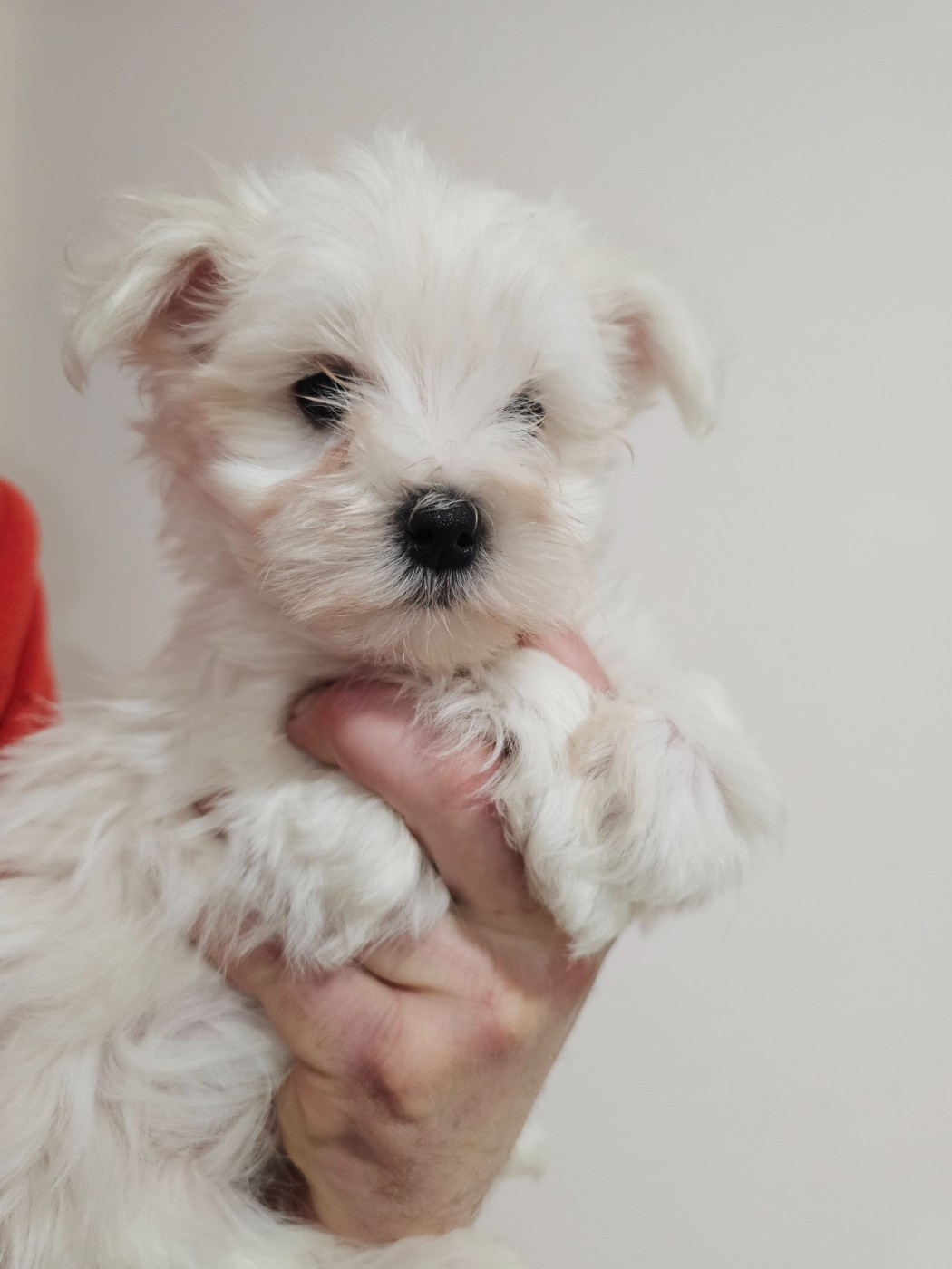 du Moulin de Bonneval - Bichon maltais - Portée née le 31/10/2025