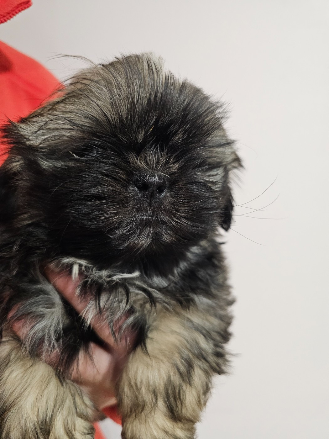 du Moulin de Bonneval - Chiots disponibles - Shih Tzu