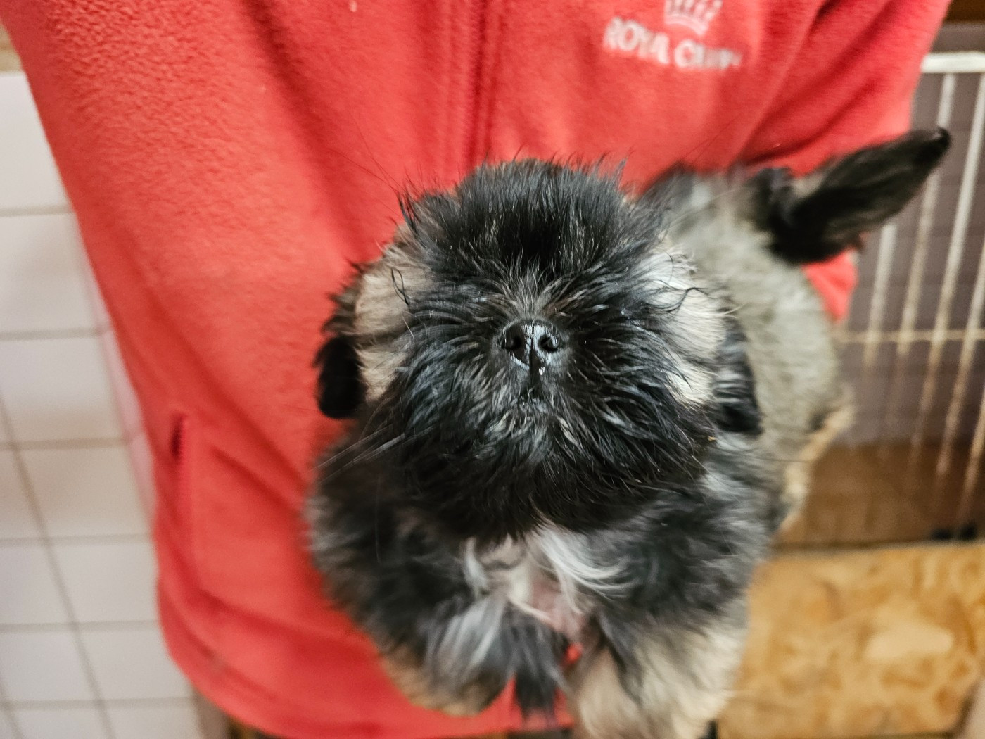 du Moulin de Bonneval - Chiots disponibles - Shih Tzu