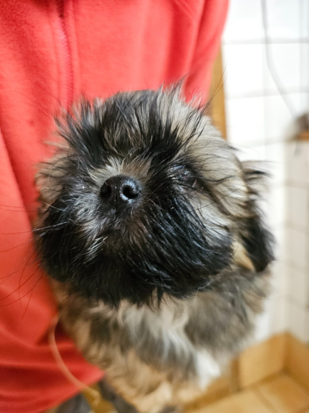du Moulin de Bonneval - Chiots disponibles - Shih Tzu
