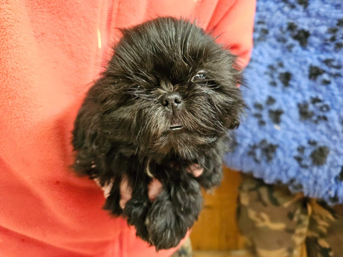 du Moulin de Bonneval - Chiots disponibles - Shih Tzu
