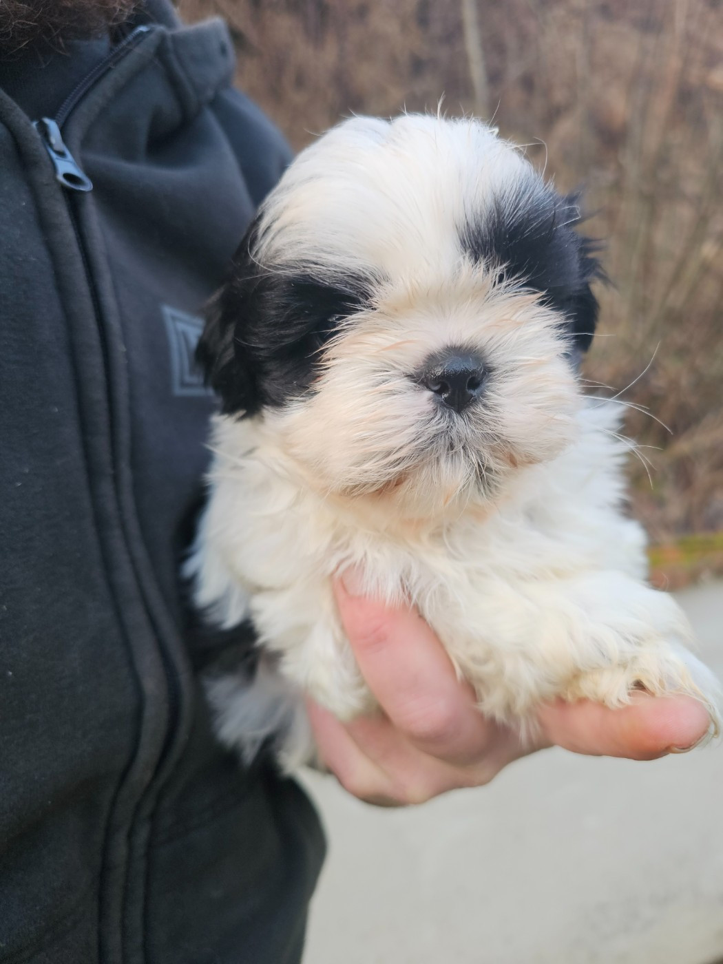 du Moulin de Bonneval - Chiots disponibles - Shih Tzu